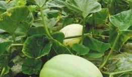 娱乐吃瓜酱三花